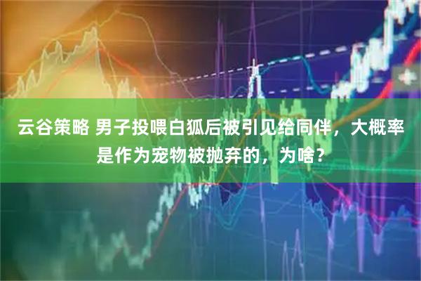 云谷策略 男子投喂白狐后被引见给同伴，大概率是作为宠物被抛弃的，为啥？
