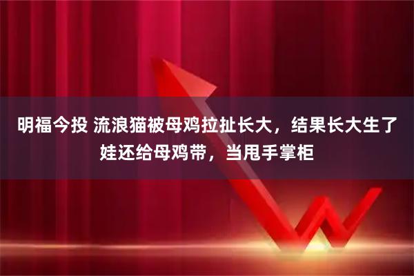 明福今投 流浪猫被母鸡拉扯长大，结果长大生了娃还给母鸡带，当甩手掌柜